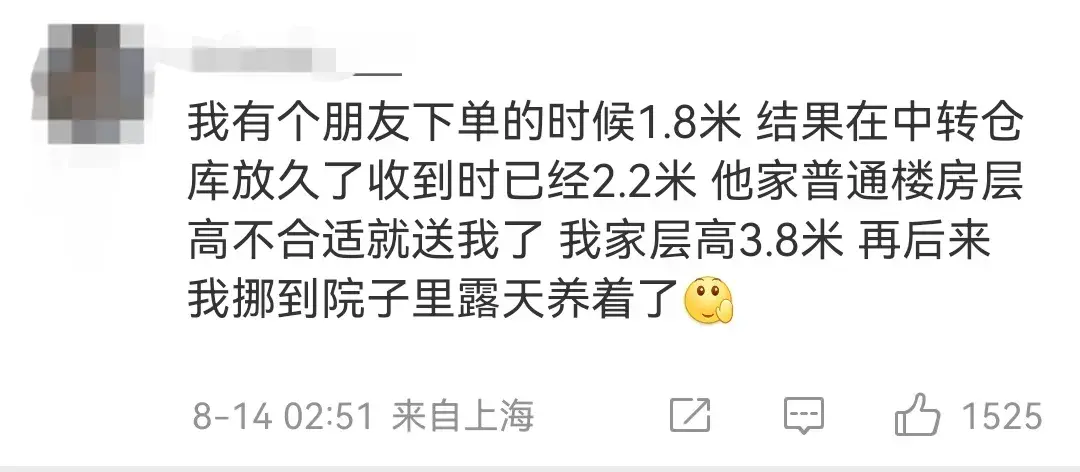 惊到咋舌！15厘米多肉变身为3米巨兽！