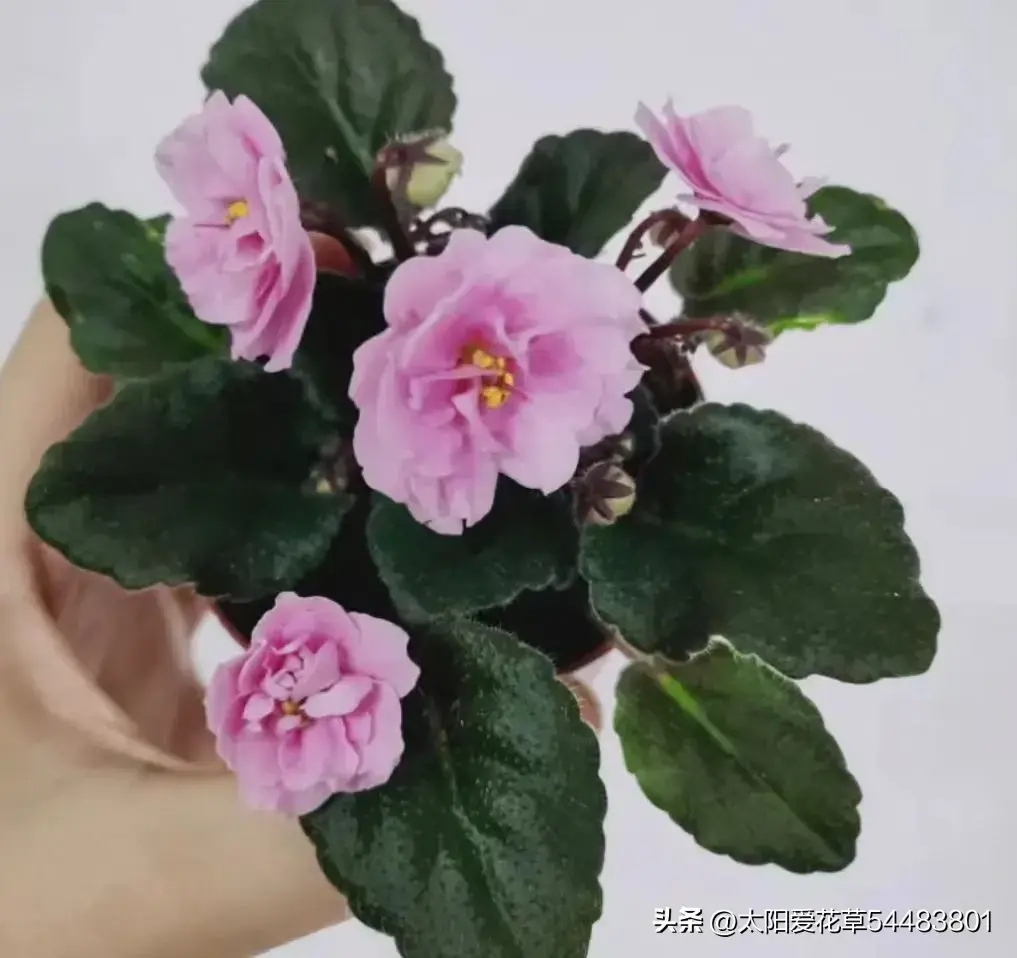 这3种高颜值花，喜阴“怕光照强”，阳光越少开花越爆盆