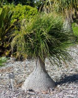 没想到酒瓶兰开花这么灿烂，养室内变观叶植物，大半年不浇水也行