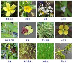 知识-这108种水生植物你见过多少？收起来~