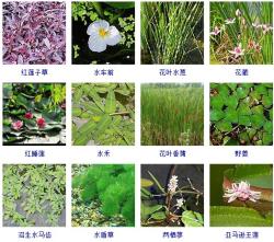 知识-这108种水生植物你见过多少？收起来~