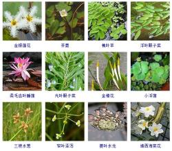 知识-这108种水生植物你见过多少？收起来~