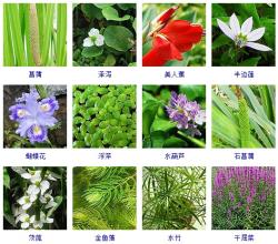 知识-这108种水生植物你见过多少？收起来~