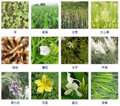 知识-这108种水生植物你见过多少？收起来~