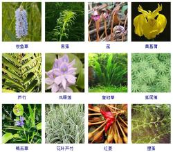 知识-这108种水生植物你见过多少？收起来~