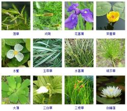 知识-这108种水生植物你见过多少？收起来~