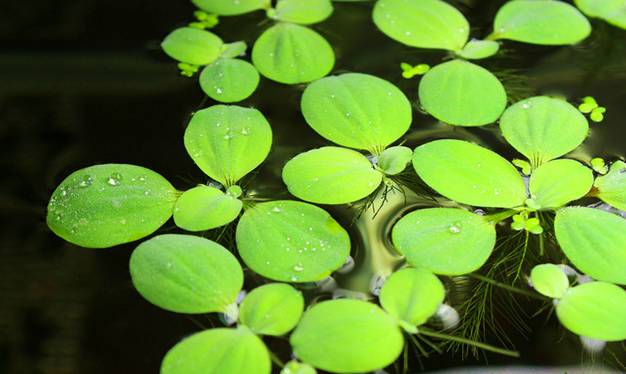 24种常见的水生植物，你那里还能看得到么？