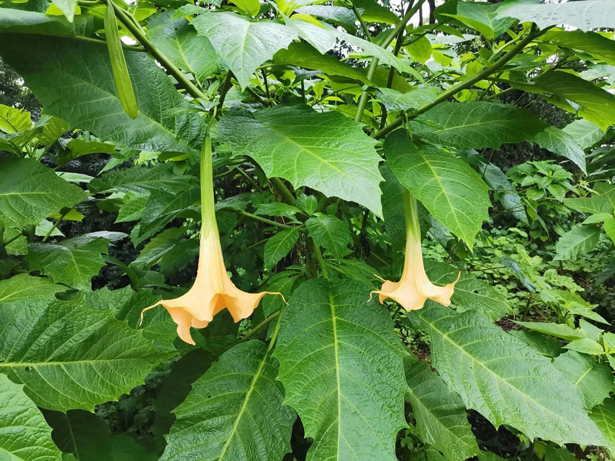 曼陀罗：一花一世界，一叶一如来