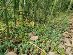 匍匐生长的6种多年生草本花卉，这些铺地植物耐养，观赏性好