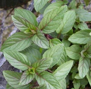 在你的花园里生长的10种多年生草本植物