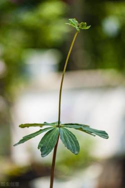 七叶一枝花的移栽与肥水管理要点