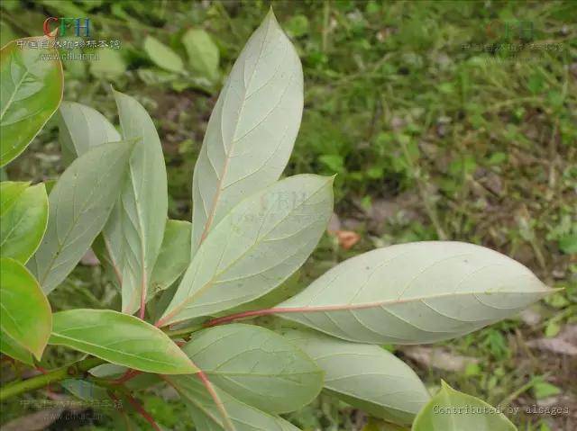 史上最全：猴年，说说那些与猴有关的15种植物