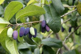 桂花树的结果特性、果实成分及用途