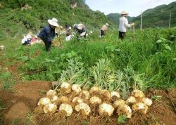 百合植物习性与药用价值揭秘：全面解读其生长奥秘与功效