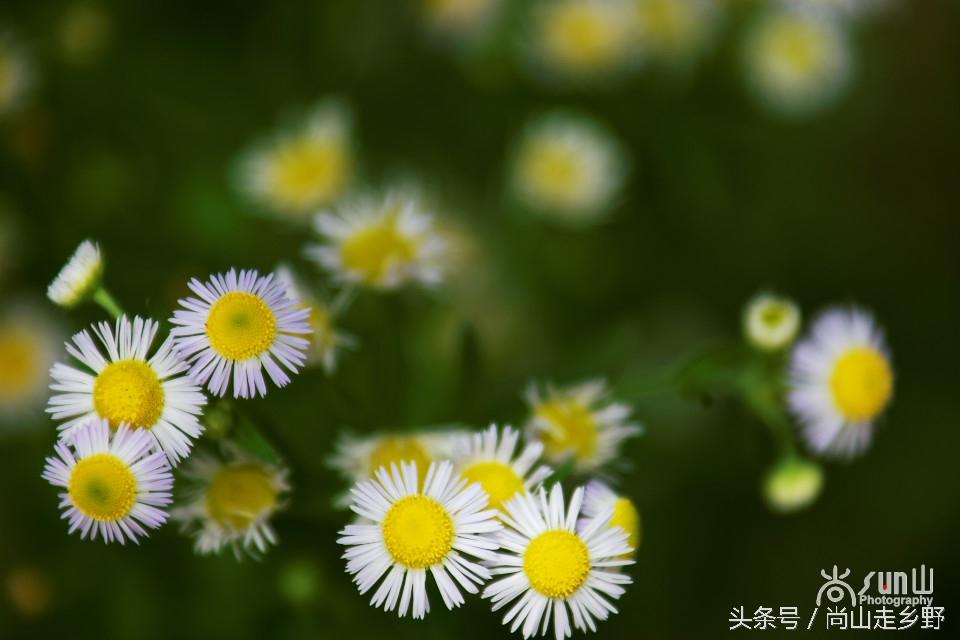 很多人将它误认为雏菊，实则是一种入侵性极强的植物杀手！