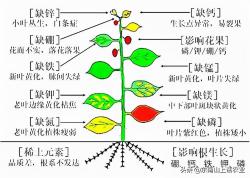 缺钙新叶黄，缺镁老叶黄，这是为什么？“元素移动”必须了解一下