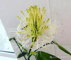 6种吉祥花，轻易不开花，开花就是“好兆头”，你家有吗？