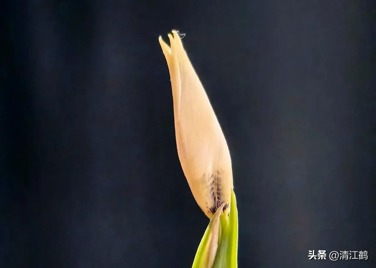 最美人间四月天，鸢尾花开形如蝶，高效园艺栽培牢记4点就好