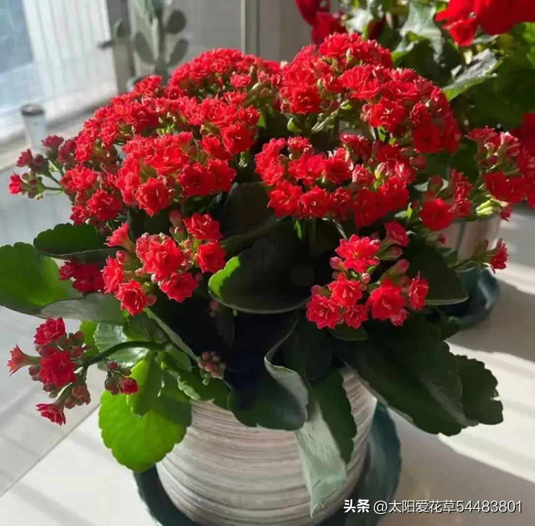 客厅养啥花好呢？养这5种好看好养得花，还寓意“财源广进”