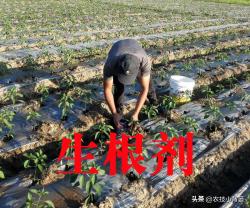 植物根少、根弱、不长新根时，用生根剂灌根刺激植物生根好不好？