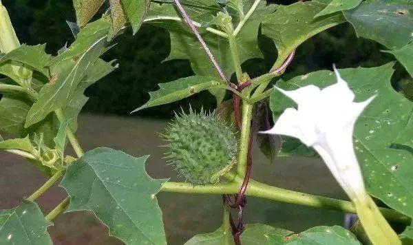 乡下的这个植物，除了能治疗哮喘、慢阻肺，还会让人产生幻觉