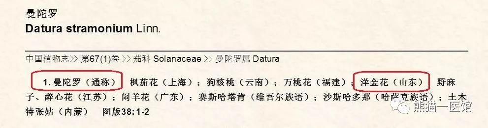 乡下的这个植物，除了能治疗哮喘、慢阻肺，还会让人产生幻觉