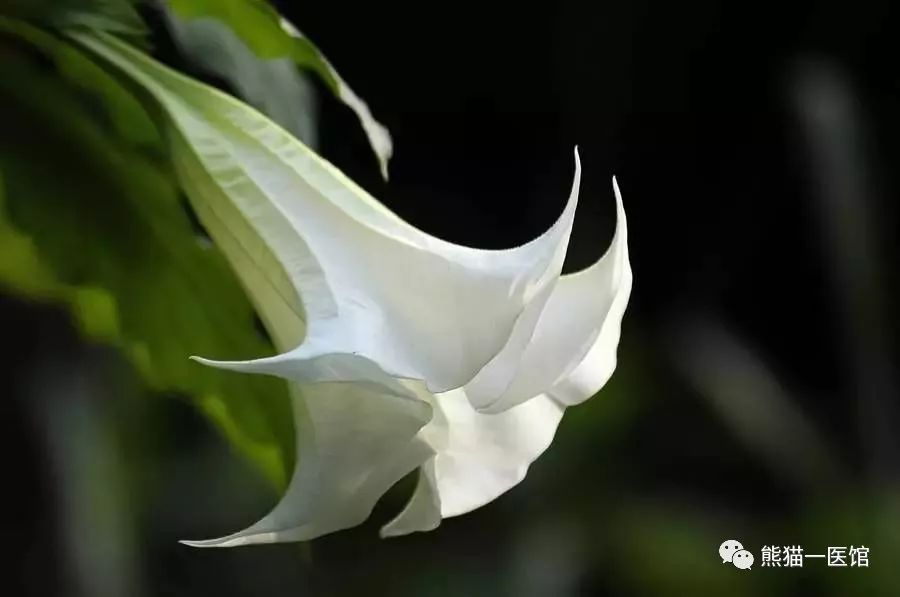 乡下的这个植物，除了能治疗哮喘、慢阻肺，还会让人产生幻觉