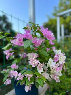 很好养的“3种花”，靠天吃饭，浇水就能活，越养越茂盛美貌