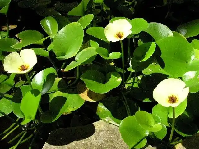 很适合养在水边的8种观赏植物，养在水缸或大花盆里也没问题