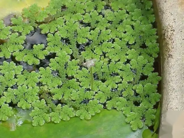 很适合养在水边的8种观赏植物，养在水缸或大花盆里也没问题