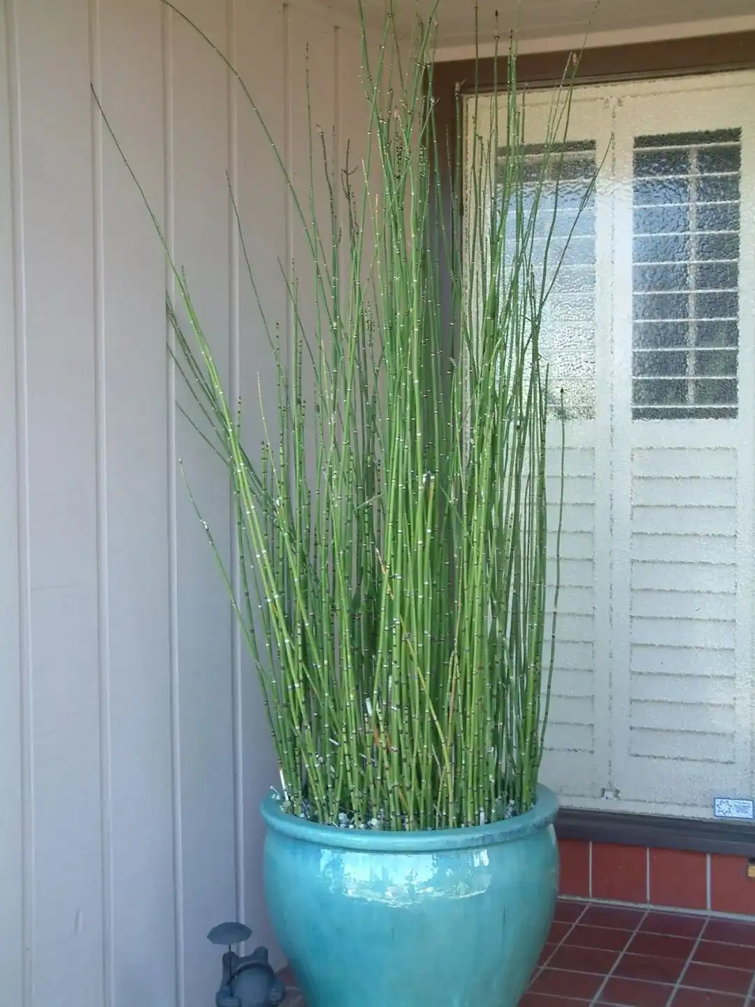 很适合养在水边的8种观赏植物，养在水缸或大花盆里也没问题