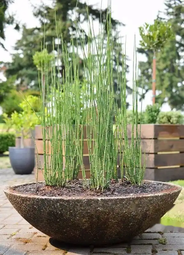 很适合养在水边的8种观赏植物，养在水缸或大花盆里也没问题