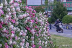 洛阳披“彩妆”，从一枝独秀到四季有花，“北国花城”建设初见成效