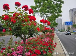 洛阳披“彩妆”，从一枝独秀到四季有花，“北国花城”建设初见成效