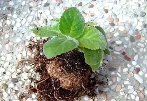 适合放室内植物的花卉，花色艳丽，颜值高的一款花卉-大岩桐