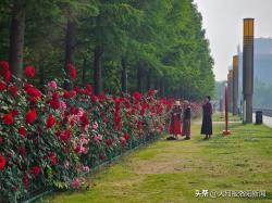 洛阳披“彩妆”，从一枝独秀到四季有花，“北国花城”建设初见成效