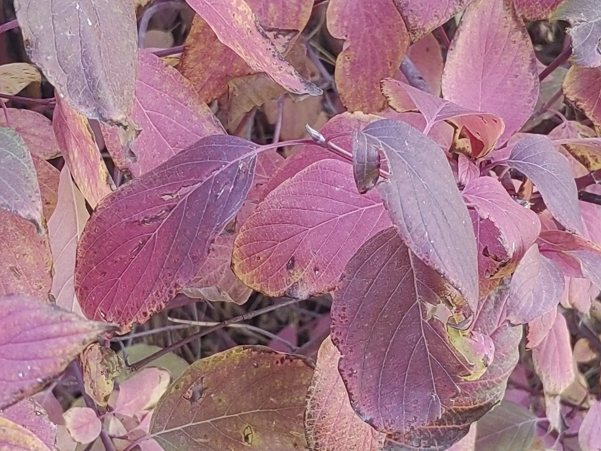 秋天北方常见的彩叶植物