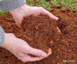 9种多肉植物的最佳土壤配置方法