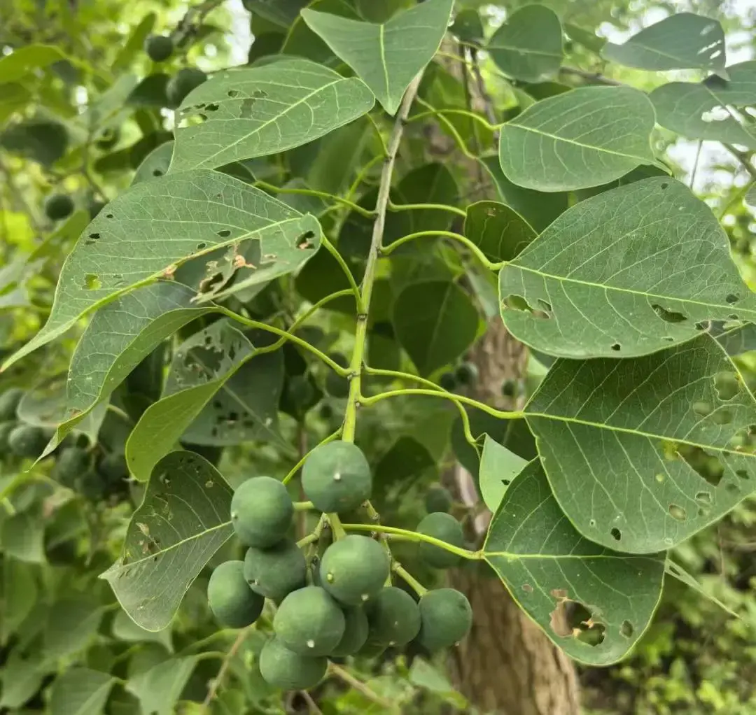 分享几种药用植物