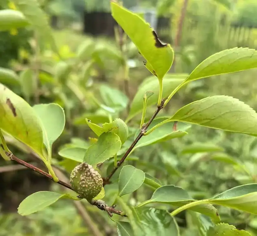 分享几种药用植物