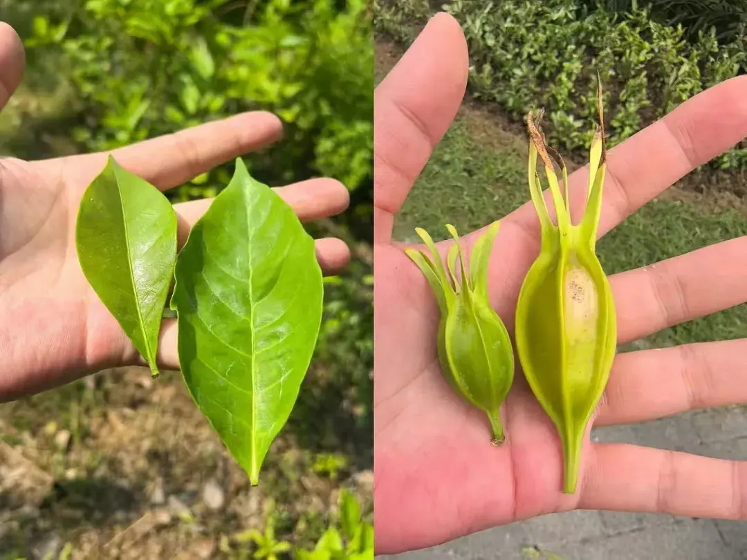 分享几种药用植物