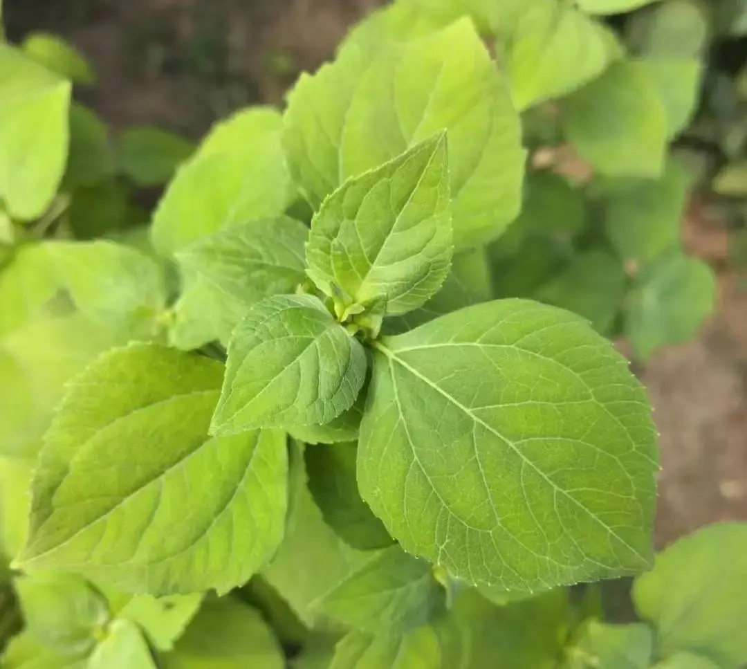 分享几种药用植物