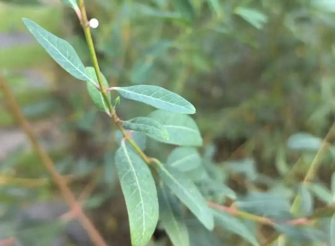 分享几种药用植物