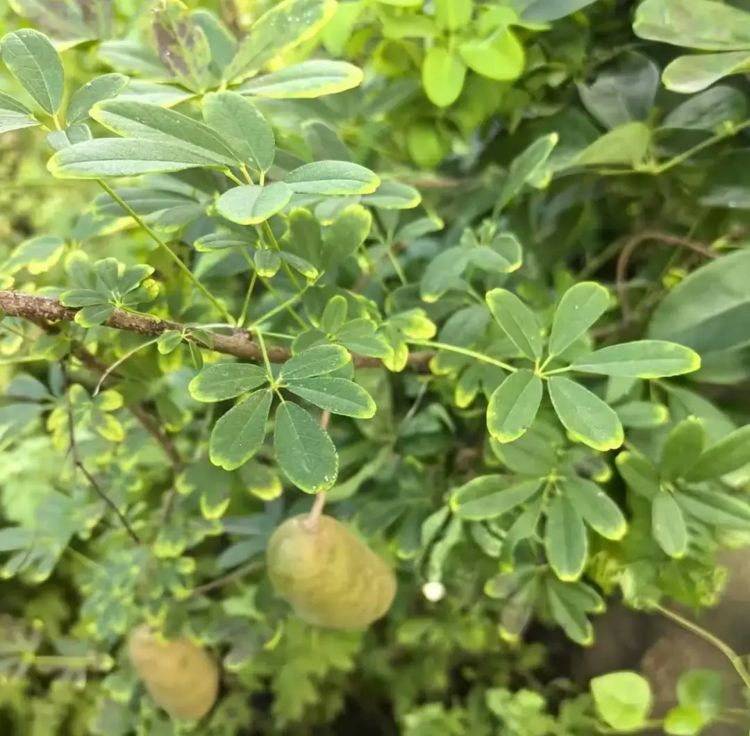 分享几种药用植物