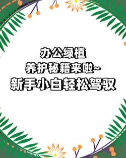 办公绿植绿植租赁养护秘籍