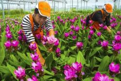 4种&amp;quot;种球&amp;quot;花卉，一块根茎就能长满盆，春秋要趁早换盆