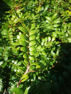 建议：夏天蚊虫多，种上6种驱蚊花草，远离叮咬，空气也能变清新