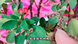 为什么有些植物先开花，后长叶子？