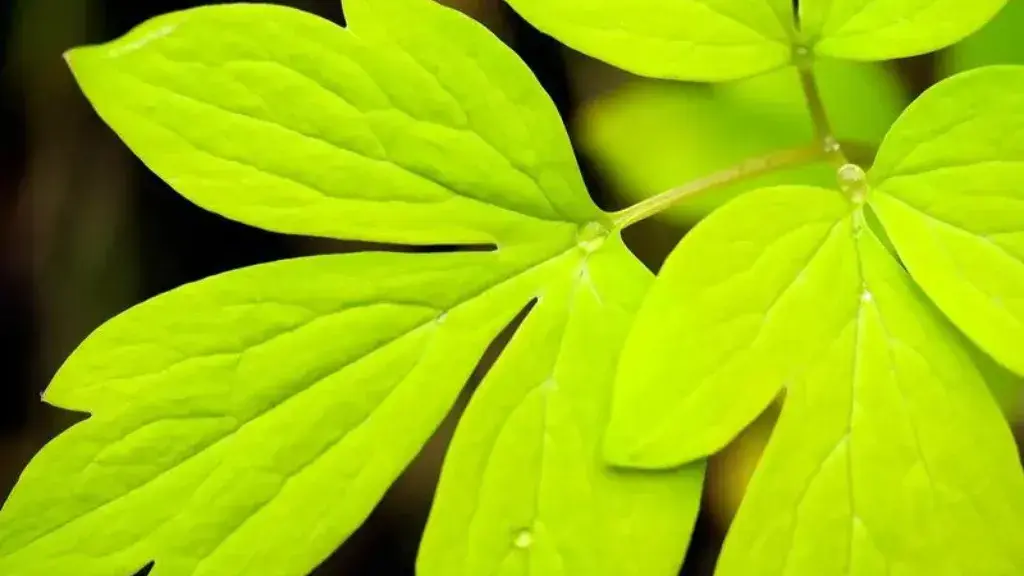 《探秘:植物叶子为何是绿色》