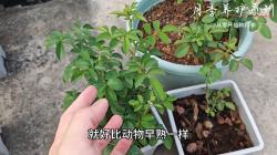 养花就是养叶子，叶子多了植物光合作用转化肥料的能力就强